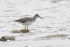 Grey Tailed Tattler933 copy.jpg